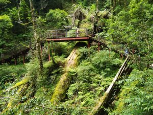 拉拉山神木群步道