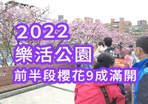 【2022 櫻花特輯 | 樂活公園 | 台北櫻花 | 寒櫻花況】