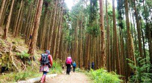 阿里山森鐵舊鐵道~石山引水道＆石山