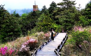 觀霧森林遊樂區，雲霧步道，大鹿林道西線，雪霸休閒農場，雲海咖啡廳觀景台，野馬瞰山