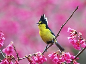 台灣春季最佳賞鳥路線