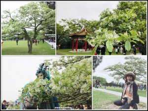 桃園龍潭。浪漫四月雪石管局流蘇花又開了