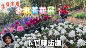 2026台北茶花展熱鬧登場，走進全台歷史最悠久的茶花園花卉試驗中心，踏入茶花時光長廊，超過300種茶花，爭奇鬥艷，還有鬱金香、風信子、大理花、緋寒櫻…各式花卉。