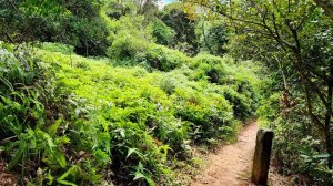 蓮華山古道群（飛龍步道，進香古道，採茶古道，載熙古道）