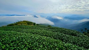 挑筍古道(大尖山、後棟仔山步道)--(雲林)臺灣百大必訪步道