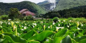 頂湖海芋風情