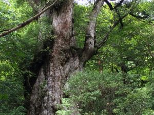 【日本九州】世界自然遺產：屋久島