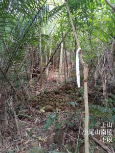 [新竹芎林]小尾山南稜...清理釘牌