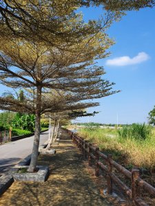 【雲林九芎】落羽松之美