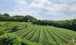 龍潭石崎步道（和風古道），小北坑尾山，和窯文創園區，伯公埂福德祠，羅屋古宅聚落，百年樟林步道