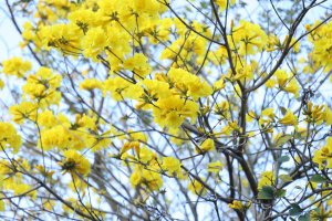 黃花風鈴木、超長溜滑梯親子｜台中市｜太平區｜921地震公園｜