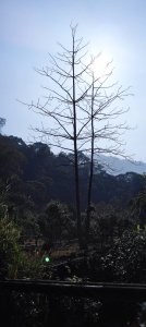 紫南宮-八通關古道(社寮線)