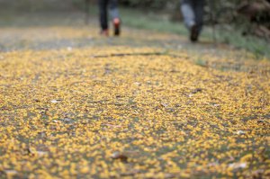 穿越茶金歲月：石光古道與露德聖母朝聖地