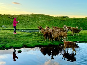 能高安東軍 被水鹿包圍的奇幻冒險旅程
