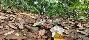 2026/04/12 草嶺山+打鐵寮古道 O型