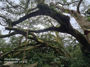2026-03-08微笑山線：【大棟山系】百年大榕樹段