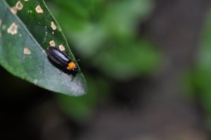 「螢光悄悄話」 森林大夜班，今晚誰上班? 3/13起開放報名