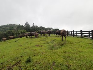 【動物】嘗試實施野地牛隻健檢 請遊客遠離並注意安全