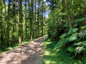 淡蘭古道坪溪段