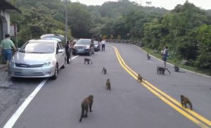 【新聞】漆彈槍嚇阻臺灣獼猴遠離馬路 只為重新建立人猴界線