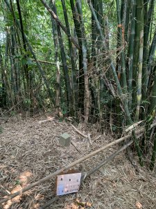 20250929台南馬草山