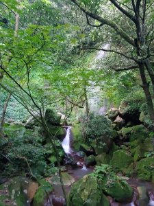冷水坑＞雞心崙＞絹絲瀑布（陽明山尋印者）