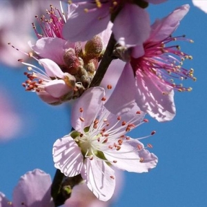 【開花筆記】梅、櫻、李、桃花，看到眼花？