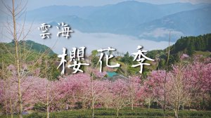 山上人家2021櫻花季，順走鵝公髻山小百岳