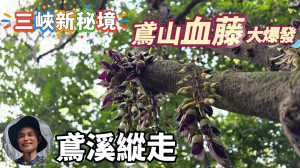 血藤秘境，步行30分鐘即可抵達，鳶山血藤大爆發，最佳賞花期只有7天，要去要快，鳶溪縱走，從三峽老街走到大溪老街，賞花觀景吃美食，一次完成。