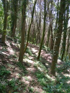 [新竹郊山]踏查...千段崎古道+石棚伯公+焿寮坪山
