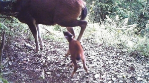 【新聞】水鹿Baby想喝奶 珍貴畫面被拍下