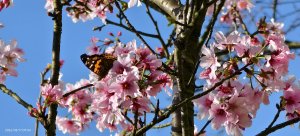#中山樓 #陽明公園 #十八份 #墨染櫻 #吉野櫻 #唐棉 #小實女貞 #大紅蛺蝶 #夕陽 3/1