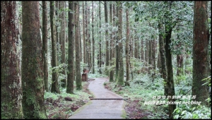 桃園復興。東眼山國家森林遊樂區雨後慢步杉林間