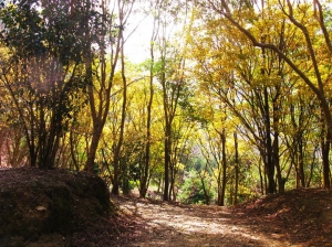 超夢幻紅葉步道2