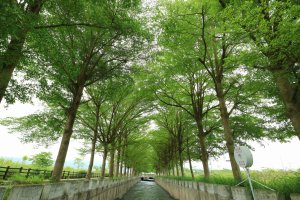 彰化八堡一圳一小段漫步