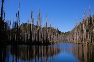 鹿屈山：水漾森林