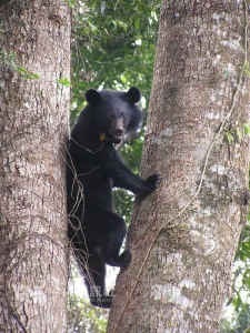 【新聞】玉山台灣黑熊出沒 多項措施防人熊衝突