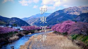 [日本靜岡縣] 伊豆這條河岸步道太舒服！一路走進河津櫻花海 | 河津