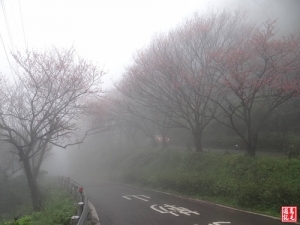 【新北市】汐止天道院霧裡看花