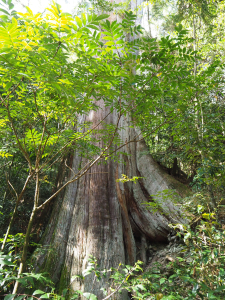 《新竹》雲霧巨木｜觀霧檜山巨木群及雲霧步道