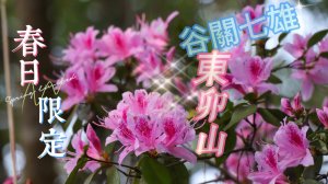 【東卯山】谷關七雄5-東卯山-季節限定杜鵑花季