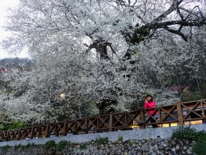 榛山步道+霧社櫻王滿開如皚皚白雪般鋪天蓋地綻放超美的啦!!!