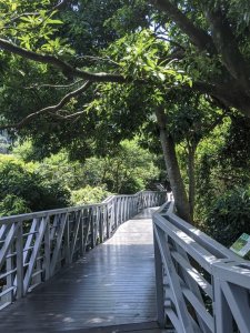 【我淨山我驕傲】林梢步道
