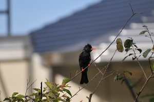 【動物】布農族聖鳥─紅嘴黑鵯