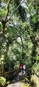 花蓮瑞穗．富源國家森林遊樂區景觀步道20260220