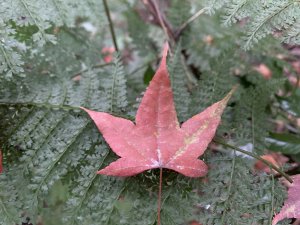 20260119高雄尾寮山(第24刷)