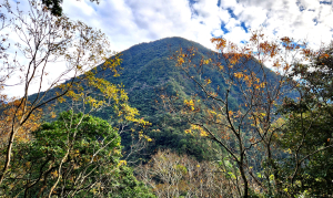 【中級山】谷關七雄八仙山