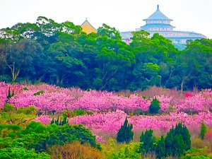 春櫻浪漫晴光美．十八份水圳走春