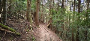 2026/03/18 加里山+大坪山 O型