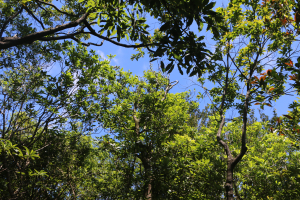 白鶯石古道-平溪子山-台和煤礦-北43鄉道